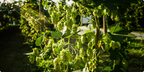 Bitburger Siegelhopfen Dolden ranken am Rankdraht